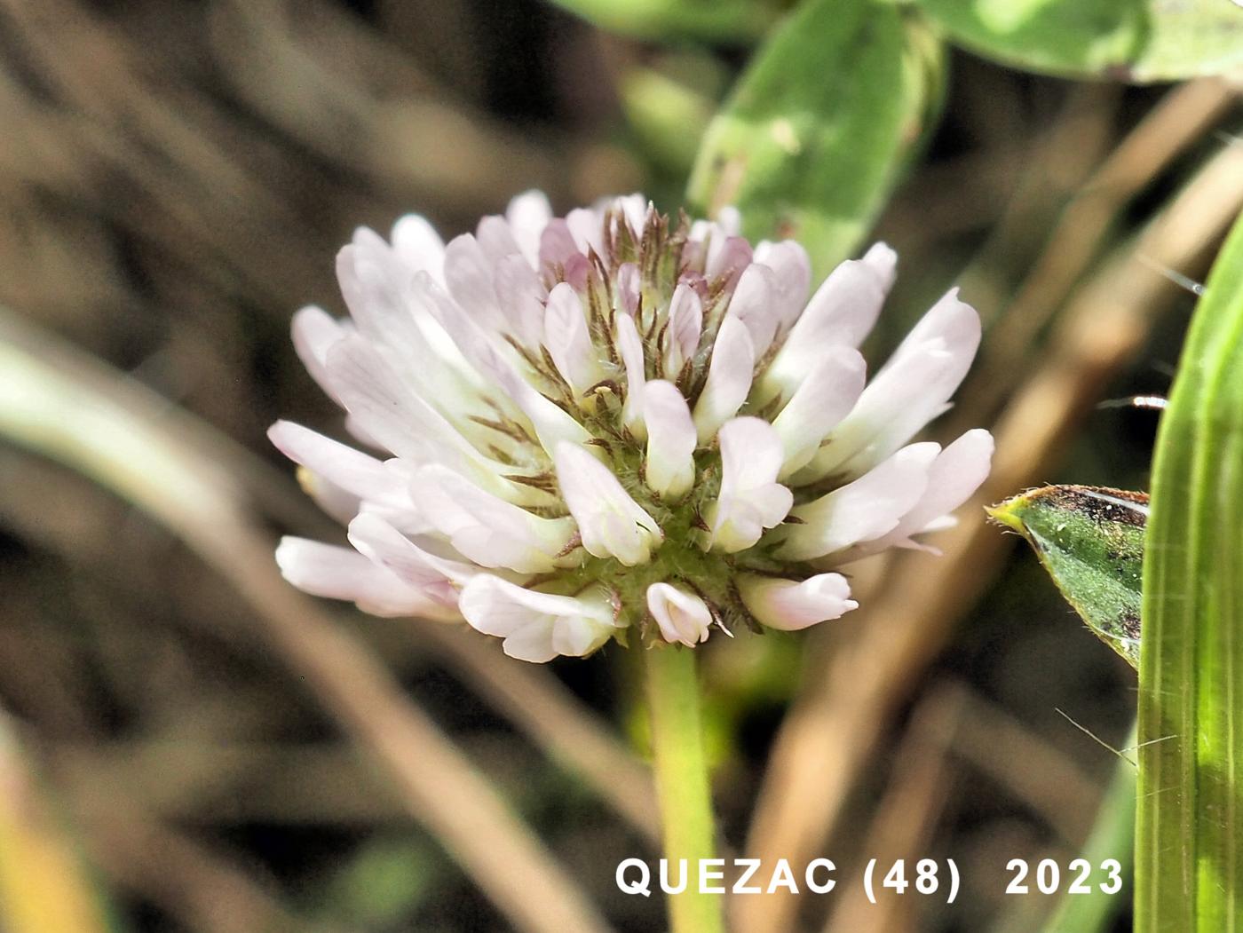 Clover, Elegant flower